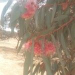 Eucalyptus sideroxylon Levél