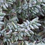 Thymus vulgaris Leaf