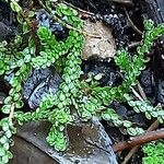 Selaginella douglasii