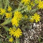 Petrosedum montanum Blüte