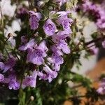 Stachys palustrisFlower