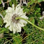 Cephalaria gigantea Blomma