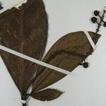 Byrsonima christianeae Other