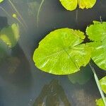 Nuphar lutea Levél