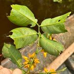 Pterocarpus amazonum Kvet