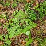Botrychium virginianum 葉