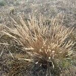 Corynephorus canescens 整株植物