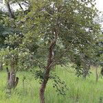 Erythrina abyssinica Habit