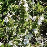 Euphrasia officinalis Habitus