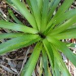 Eryngium paniculatum Лист