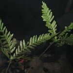 Triplophyllum securidiforme पत्ता