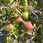 Rhodocactus grandifolius Fruit