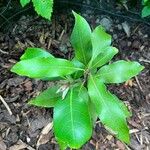 Quercus acuta Leaf