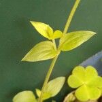 Moehringia trinervia Leaf