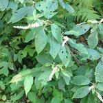 Clethra acuminata Habit