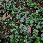 Hedera hibernica Hábitos