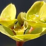 Euphorbia terracina Flower