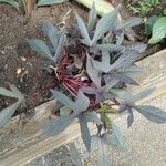 Ipomoea batatas Leaf