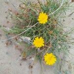 Launaea fragilis Flower