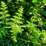 Macrothelypteris torresiana Yaprak