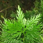 Selaginella pallescens Іншае