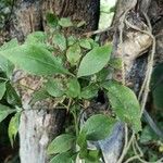 Aegle marmelos Hoja