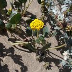 Abronia latifolia Habitus