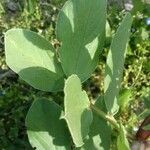 Vicia faba Leaf