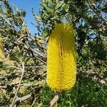 Banksia praemorsa Цвят