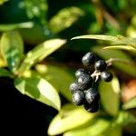 Ligustrum vulgare Fruit