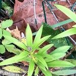 Podocarpus oleifolius Leaf