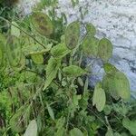 Lunaria annuaFulla