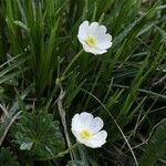 Ranunculus peltatusBlomst