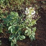 Cleome gynandra Buveinė