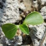 Caperonia castaneifolia Fuelha