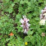 Agastache urticifolia Hàbitat