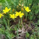 Hypericum linariifolium आदत