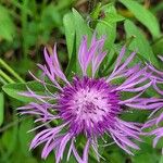 Centaurea nigrescensFlor