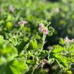 Pelargonium tomentosum Blüte