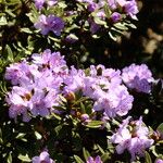 Rhododendron polycladum Цвят
