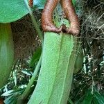 Nepenthes truncata Flor
