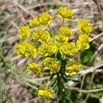 Euphorbia cyparissias Flor