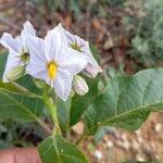 Solanum bonariense Flower