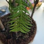Metasequoia glyptostroboides Leht