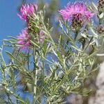 Centaurea corymbosa 其他