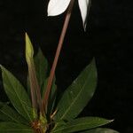 Augusta rivalis Flower