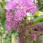 Callicarpa pedunculata Žiedas