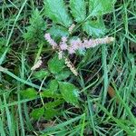 Astilbe japonica ᱵᱟᱦᱟ