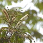 Pentaclethra eetveldeana Flower
