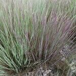 Schizachyrium scoparium Blatt